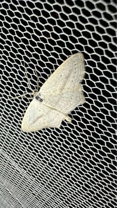 Scopula emutaria  - Melchior Viallet