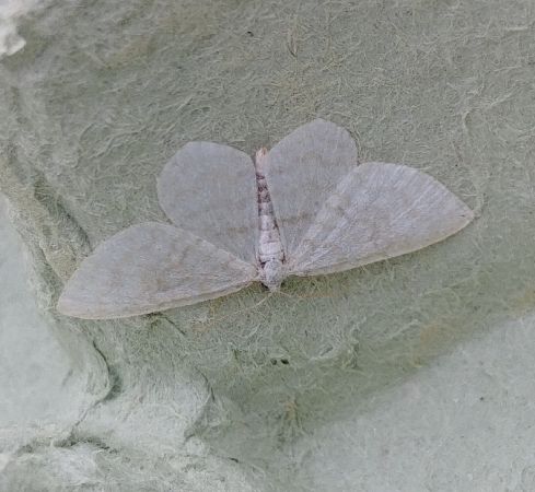 Asthena albulata 