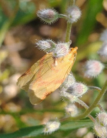 Clepsis pallidana 