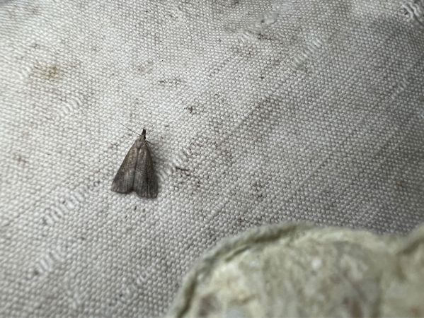 Schrankia costaestrigalis  - Melchior Viallet