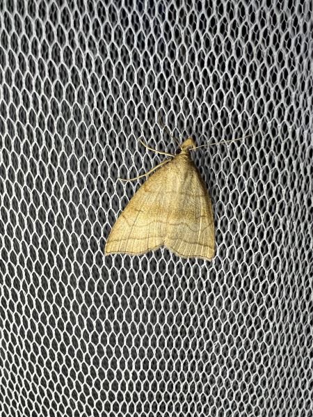 Herminia tarsicrinalis  - Melchior Viallet