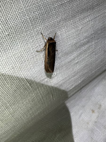 Ochropleura leucogaster  - Melchior Viallet