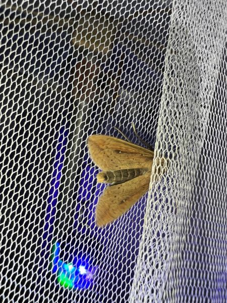 Mythimna unipuncta  - Melchior Viallet