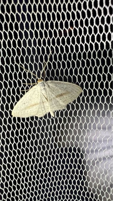 Scopula emutaria  - Melchior Viallet