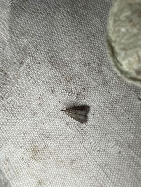 Schrankia costaestrigalis  - Melchior Viallet