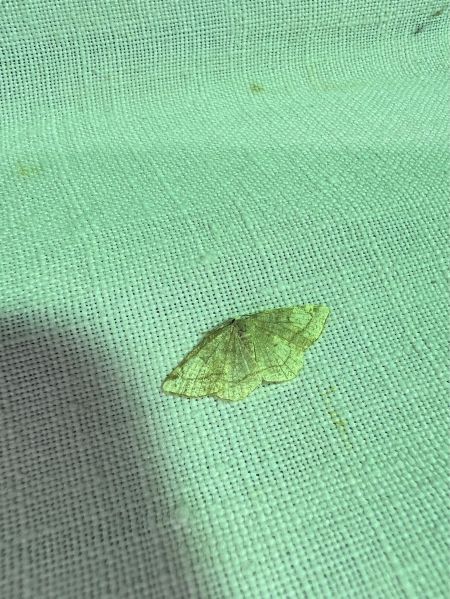 Stegania trimaculata  - Melchior Viallet