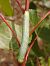 Orthosia incerta 