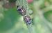 Eysarcoris venustissimus 