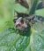 Eysarcoris venustissimus 
