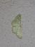 Idaea subsericeata 