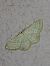 Idaea subsericeata 
