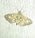Anania stachydalis 