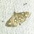 Anania stachydalis 