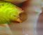 Acanthosoma haemorrhoidale 