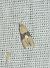 Eupoecilia ambiguella 