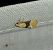 Eupoecilia ambiguella 