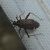 Closterotomus fulvomaculatus 