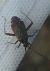 Closterotomus fulvomaculatus 