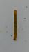 Parectropis similaria 