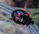 Coccinelle à deux points 