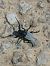 Iberodorcadion fuliginator 