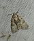 Acronicta strigosa 