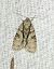 Acronicta strigosa 