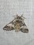 Drymonia dodonaea 