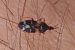 Anthocoris nemoralis 