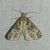 Electrophaes corylata 