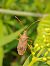 Gonocerus acuteangulatus 
