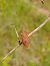 Gonocerus acuteangulatus 