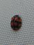 Coccinelle à dix points 