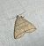 Herminia grisealis 