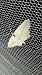 Scopula emutaria  - Melchior Viallet
