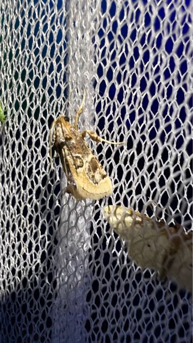 Ulotricha egregialis  - Melchior Viallet