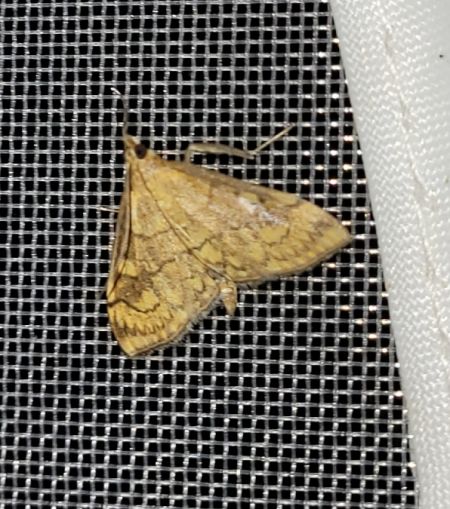 Anania verbascalis  - Thomas Lux