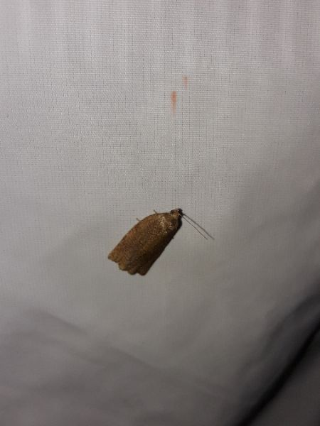 Cacoecimorpha pronubana  - Sylvain Lethuillier