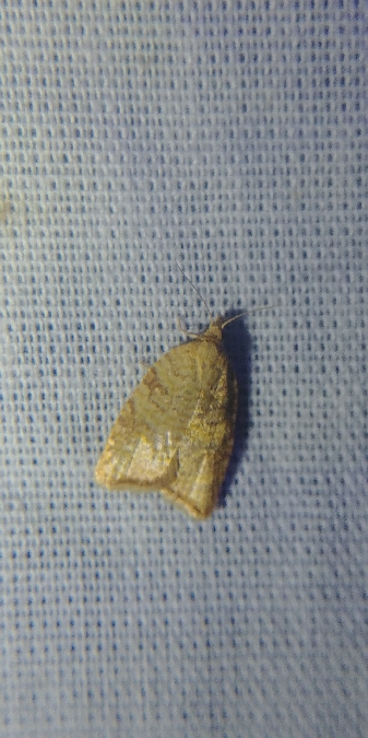 Aphelia viburnana 