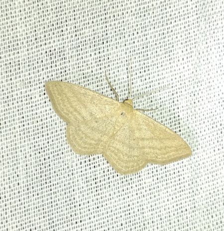 Idaea subsericeata 