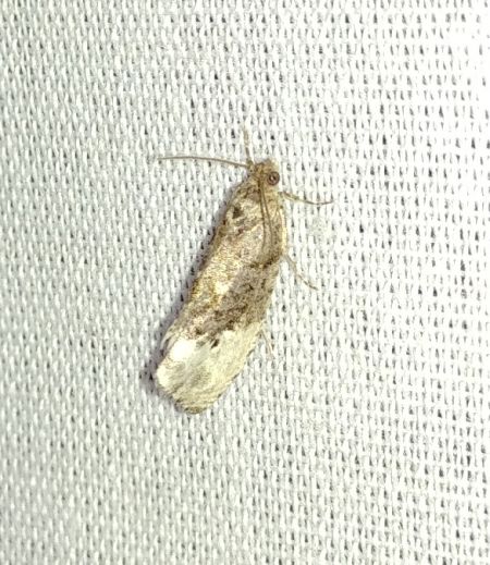Hedya nubiferana 