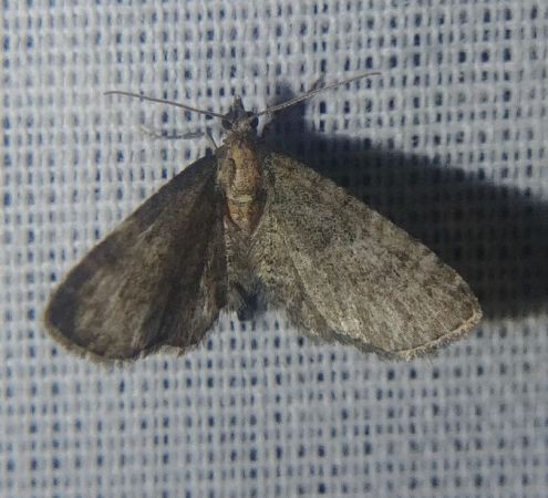 Eupithecia haworthiata 