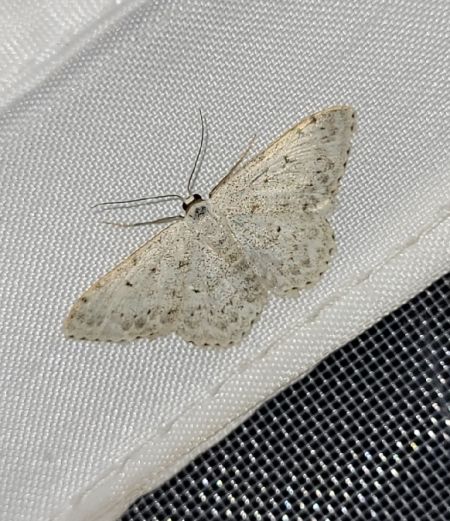 Scopula marginepunctata  - Thomas Lux