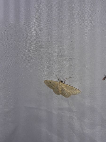 Idaea straminata  - Sylvain Lethuillier