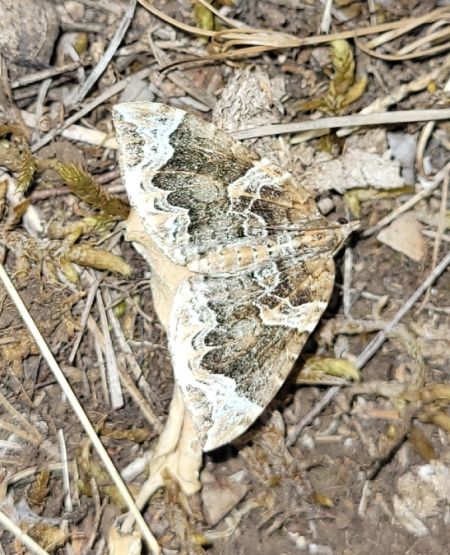 Eulithis prunata  - Thomas Lux