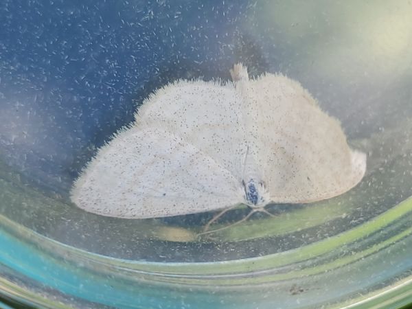 Scopula immutata  - Thomas Lux