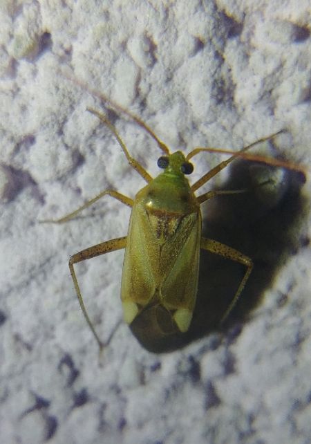 Adelphocoris lineolatus 