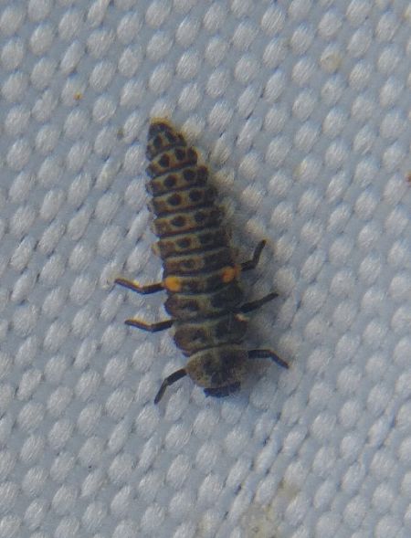 Aphidecta obliterata 