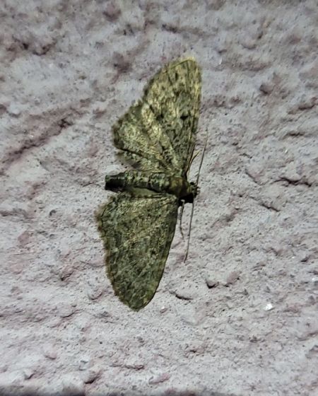 Eupithecia subfuscata  - Thomas Lux