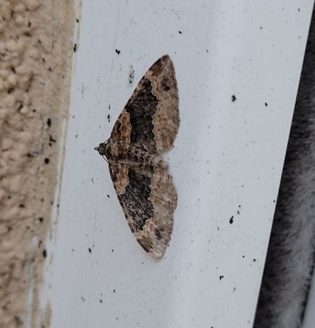 Xanthorhoe ferrugata  - Thomas Lux